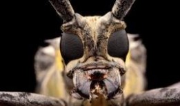 天牛起飞爆料视频播放,揭秘神秘生物的震撼起飞瞬间